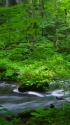 奥入瀬・緑の中の渓流