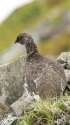 爺ヶ岳の雄雷鳥