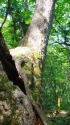 白神山地・白神の森遊山道