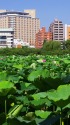 7月27日の上野・不忍池