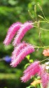 唐糸草(カライトソウ)