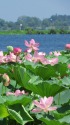琵琶湖の蓮の花