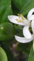 レモンの花
