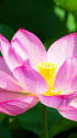 不忍池の蓮の花