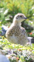 仙丈ヶ岳のチビ雷鳥