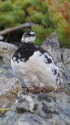 爺ヶ岳の雄雷鳥2