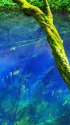 神秘の池・青池