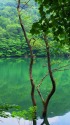 十二湖・鶏頭場の池