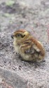 小蓮華山のチビ雷鳥
