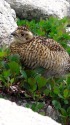 野口五郎岳のチビ雷鳥