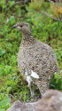白馬乗鞍岳の雌雷鳥