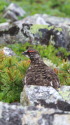 船越ノの雄雷鳥