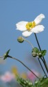 秋の気配・一輪の秋明菊