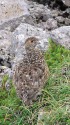 摩利支天のチビ雷鳥