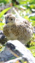 仙丈ヶ岳のチビ雷鳥