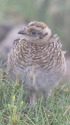 笠ヶ岳のチビ雷鳥4