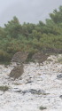 野口五郎岳のチビ雷鳥3