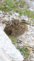野口五郎岳のチビ雷鳥4