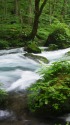 奥入瀬渓流