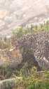 笠ヶ岳の親子