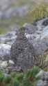 天狗の頭の雄雷鳥