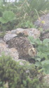 抜戸岳のチビ雷鳥3