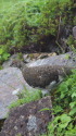 抜戸岳の雄雷鳥