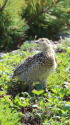 仙丈ヶ岳のチビ雷鳥