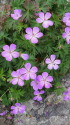 山の花