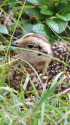 東天井岳のチビ雷鳥5