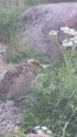 笠ヶ岳のチビ雷鳥5