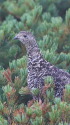 天狗のママ雷鳥