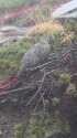 爺ヶ岳の雄雷鳥