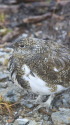 爺ヶ岳のチビ雷鳥