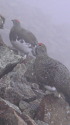 小蓮華山の雄雷鳥達2