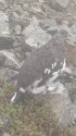 小仙丈ヶ岳の雄雷鳥