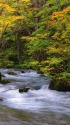 錦秋の奥入瀬渓流