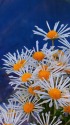 肥後菊(祝いの月)