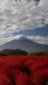 コキアに富士山