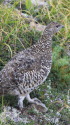 天狗の雌雷鳥