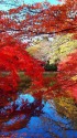 水面に映える紅葉