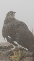 白馬岳の雄雷鳥