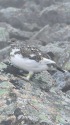 仙丈ヶ岳のチビ雷鳥