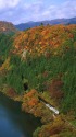 紅葉の中を行くキハ40系