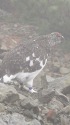 吠える雄雷鳥