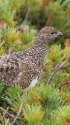 爺ヶ岳のチビ雷鳥