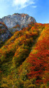 小滝川ヒスイ峡の紅葉