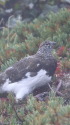 爺ヶ岳の雄雷鳥