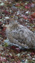 雷鳥坂の雌雷鳥