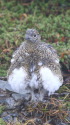 爺ヶ岳のチビ雷鳥